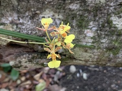 Oncidium sphacelatum