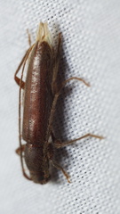 Geropa concolor