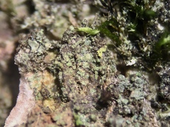 Rinodina papillata