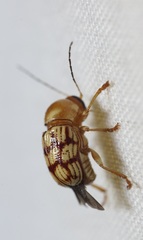Cryptocephalus guttulatellus