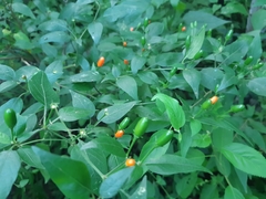 Capsicum baccatum baccatum