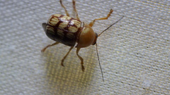 Cryptocephalus guttulatellus