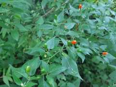 Capsicum baccatum baccatum