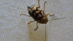 Cryptocephalus guttulatellus