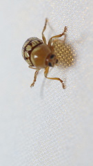 Cryptocephalus guttulatellus