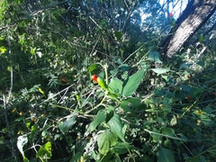 Capsicum baccatum baccatum