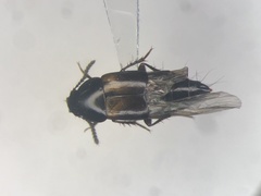 Tachinus luridus