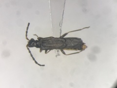 Malthodes fragilis
