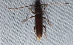 Geropa concolor