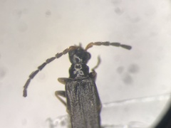 Malthodes fragilis