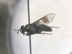 Chrysops ater