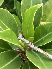 Scaevola glabra