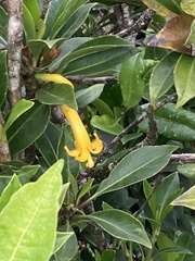 Scaevola glabra