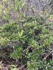 Scaevola glabra