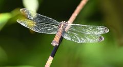 Thermorthemis madagascariensis