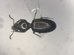 Dyschirius hiemalis