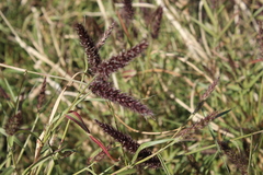 Poaceae