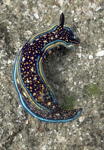 Agassiz's Chromodorid