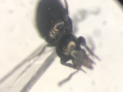 Dyschirius hiemalis