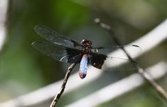 Thermorthemis madagascariensis