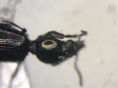Dyschirius hiemalis