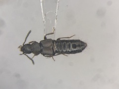Aleochara littoralis