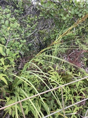 Machaerina mariscoides