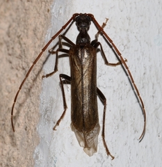 Vesperus xatarti