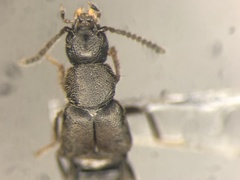 Aleochara littoralis