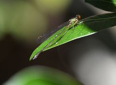 Pseudagrion malgassicum