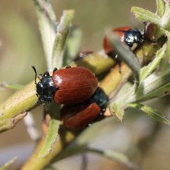 Chrysomela saliceti