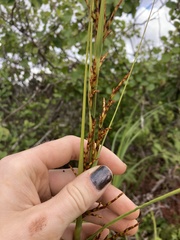 Machaerina mariscoides