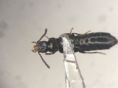Aleochara littoralis