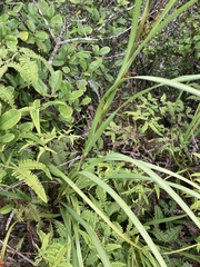 Machaerina mariscoides