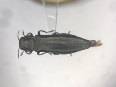Agrilus crataegi