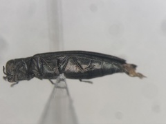 Agrilus crataegi