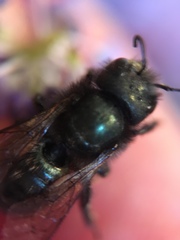 Osmia lignaria propinqua
