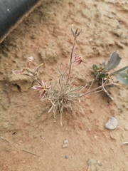 Matthiola fruticulosa