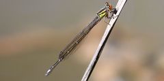 Pseudagrion malgassicum
