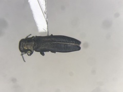 Agrilus putillus