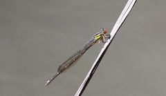 Pseudagrion malgassicum