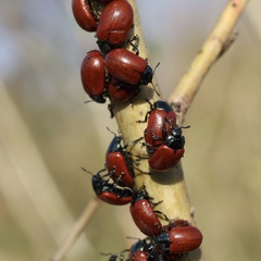 Chrysomela saliceti