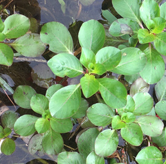 Ludwigia