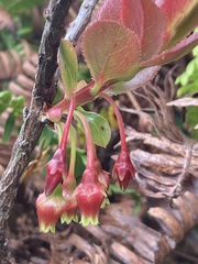 Vaccinium dentatum