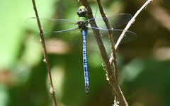 Anax tumorifer