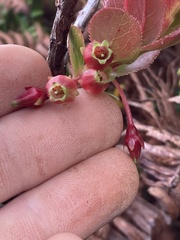 Vaccinium dentatum