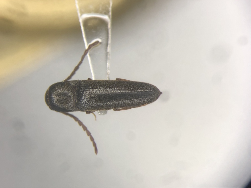 Erna's false click beetle