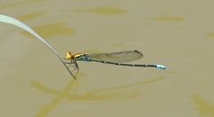 Pseudagrion punctum
