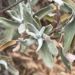 Rhopalomyia audibertiae