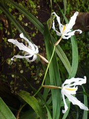 Coelogyne cristata